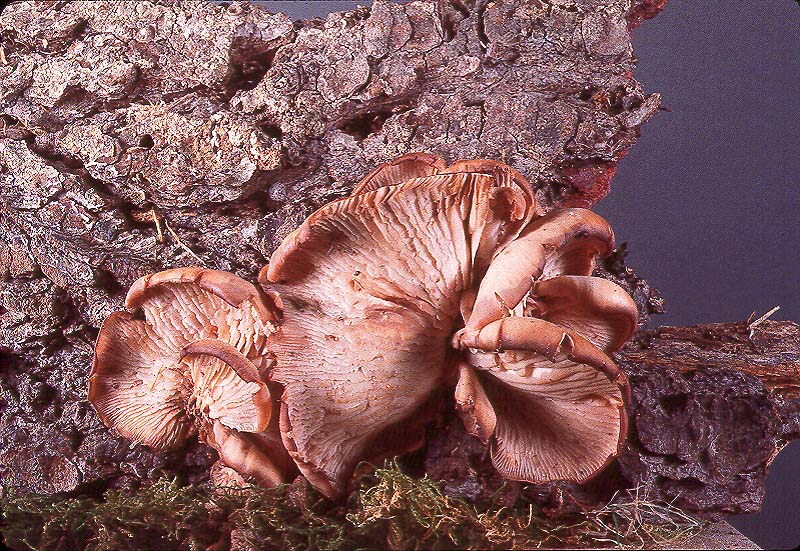 Lentinellus ursinus